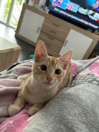 Norwegische Waldkatze