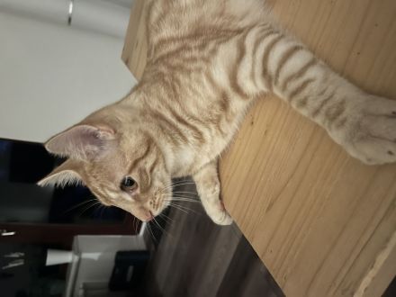 Norwegische Waldkatze