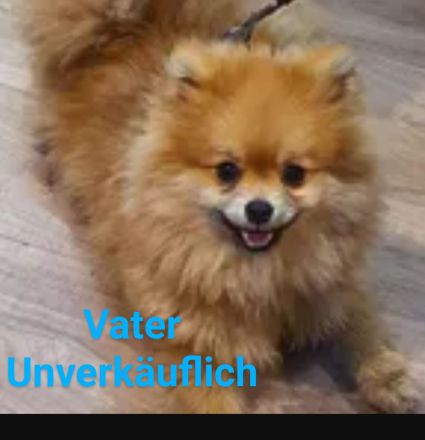 Zwergspitz pomeranian außergewöhnlich