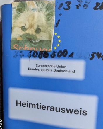Zwergspitz pomeranian außergewöhnlich