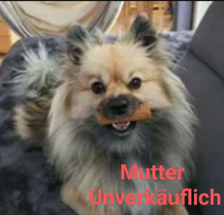 Zwergspitz pomeranian außergewöhnlich