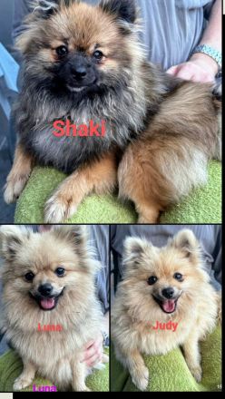 Zwergspitz pomeranian außergewöhnlich