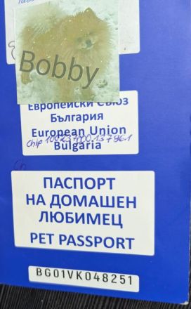 Zwergspitz pomeranian außergewöhnlich