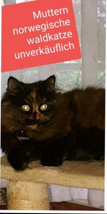 Außergewöhnliche Perser Mix Kätzchen