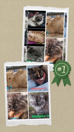 Außergewöhnliche Perser Mix Kätzchen