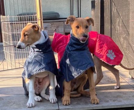 Szelek Kiralya Magyar Agar