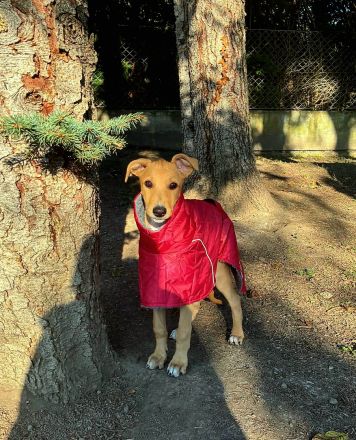 COCO - Magyar Agar - ungarischer Windhund HÜNDIN