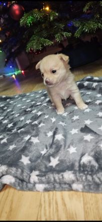 Welbe Rüden 31.1.2025 ab zugeben