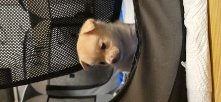 Welbe Rüden 31.1.2025 ab zugeben