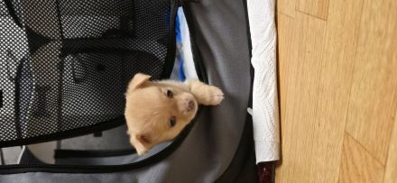 Welbe Rüden 31.1.2025 ab zugeben