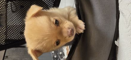 Welbe Rüden 31.1.2025 ab zugeben