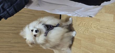 Welbe Rüden 31.1.2025 ab zugeben