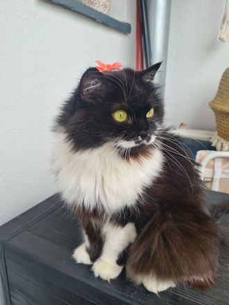 Shila - Langhaarmix - sucht ruhiges Plätzchen zum alt werden