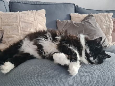 Shila - Langhaarmix - sucht ruhiges Plätzchen zum alt werden