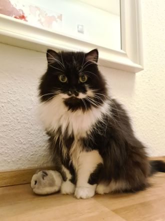 Shila - Langhaarmix - sucht ruhiges Plätzchen zum alt werden