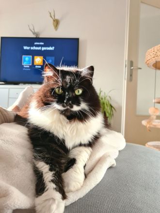 Shila - Langhaarmix - sucht ruhiges Plätzchen zum alt werden