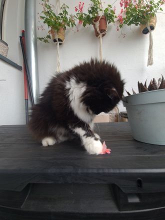 Shila - Langhaarmix - sucht ruhiges Plätzchen zum alt werden