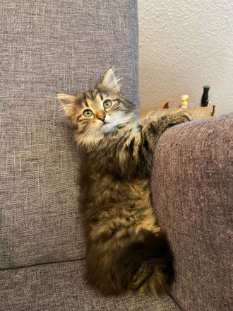 Wunderschönes Sibirisches Kätzchen sucht Ihre Familie