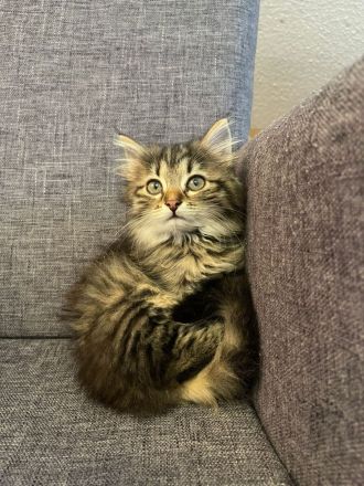 Wunderschönes Sibirisches Kätzchen sucht Ihre Familie