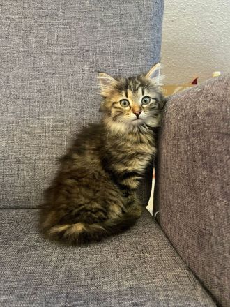 Wunderschönes Sibirisches Kätzchen sucht Ihre Familie