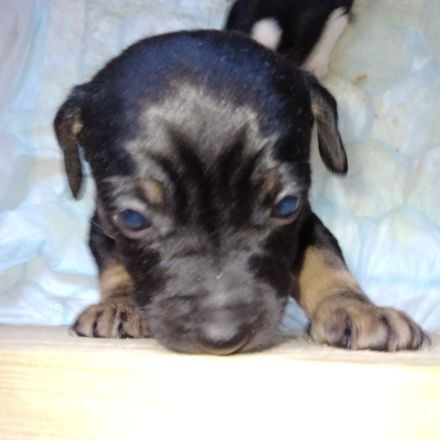 Jack Russell Terrier/Pekinese Mix