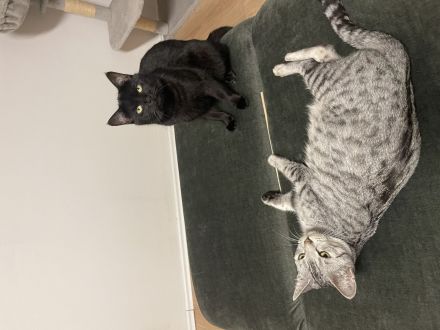 Kitten Verkauf bkh + Bengal