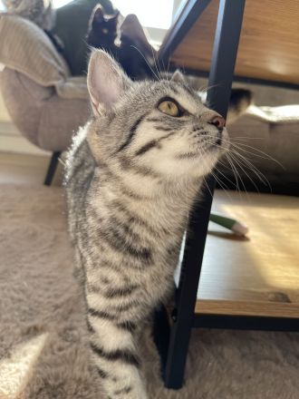 Kitten Verkauf bkh + Bengal