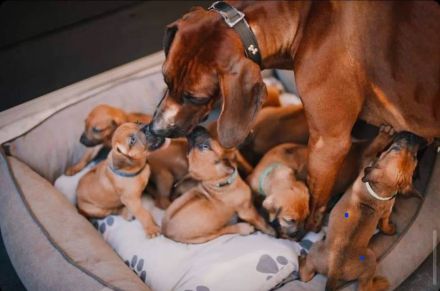 Rhodesien Ridgeback Welpen Dark Red Wheaten