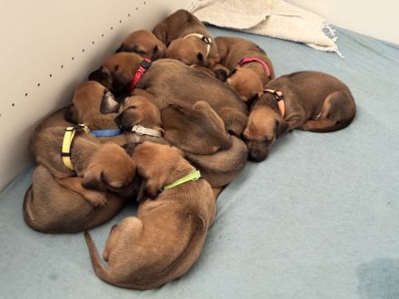 Rhodesien Ridgeback Welpen Dark Red Wheaten