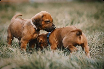 Rhodesien Ridgeback Welpen Dark Red Wheaten