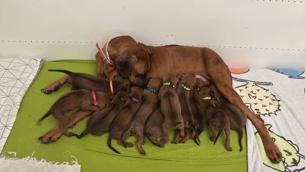 Rhodesien Ridgeback Welpen Dark Red Wheaten