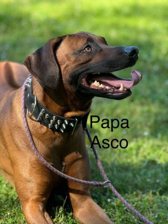 Rhodesien Ridgeback Welpen Dark Red Wheaten