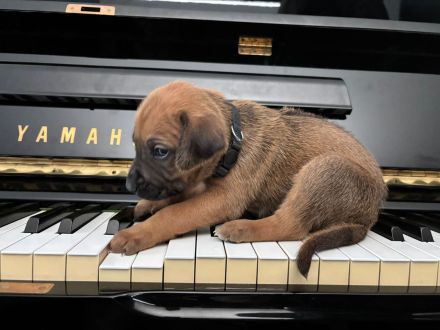 Rhodesien Ridgeback Welpen Dark Red Wheaten