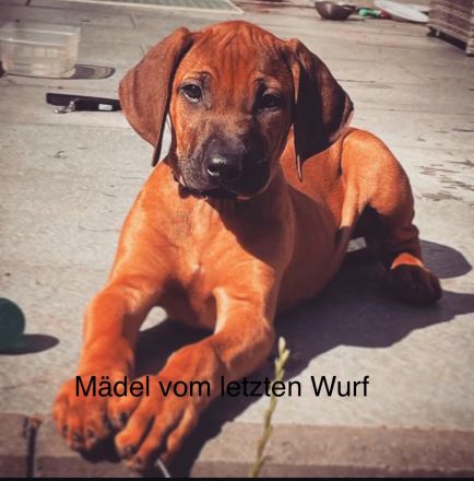 Rhodesien Ridgeback Welpen Dark Red Wheaten