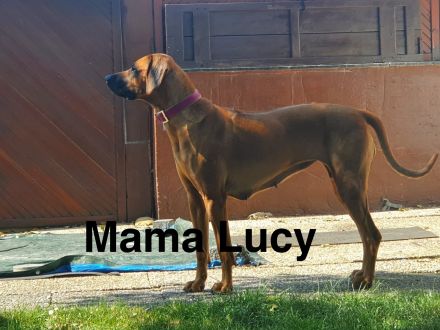 Rhodesien Ridgeback Welpen Dark Red Wheaten