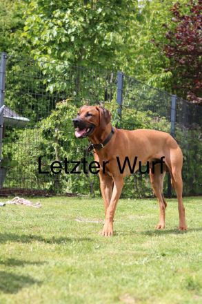 Rhodesien Ridgeback Welpen Dark Red Wheaten