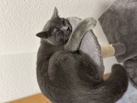 Bkh Kater sucht neues Zuhause!