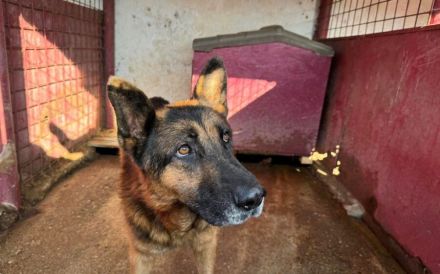 Alterswohnsitz für stattlichen Rex, den grau-bärtigen, gesucht.