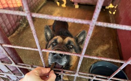 Alterswohnsitz für stattlichen Rex, den grau-bärtigen, gesucht.