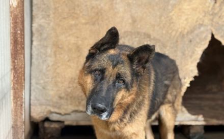 Alterswohnsitz für stattlichen Rex gesucht