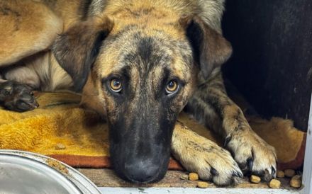 Rocco blickt hoffnungsvoll in seine Zukunft!