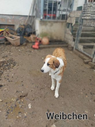 Liebevolle Fellnasen suchen neues schöne zuhause