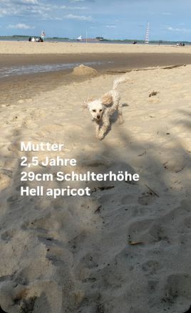 Zwergpudelwelpe sucht liebevolles Zuhause