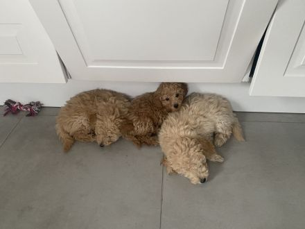 Zwergpudelwelpe sucht liebevolles Zuhause