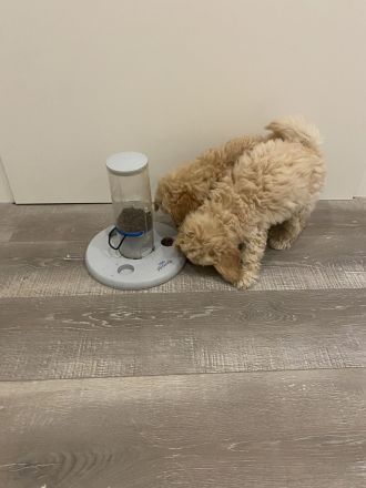 Zwergpudelwelpe sucht liebevolles Zuhause