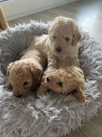 Zwergpudelwelpe sucht liebevolles Zuhause