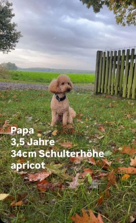 Zwergpudelwelpe sucht liebevolles Zuhause