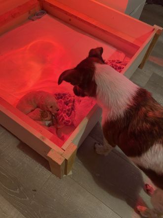 Zwergpudelwelpe sucht liebevolles Zuhause