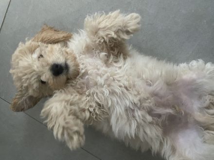 Zwergpudelwelpe sucht liebevolles Zuhause