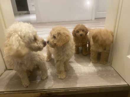 Zwergpudelwelpe sucht liebevolles Zuhause